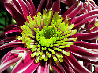 Image showing chrysanthemum