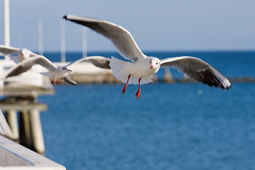 Image showing seagulls at pier