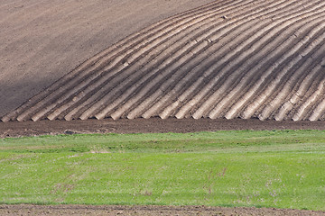 Image showing potatoe field