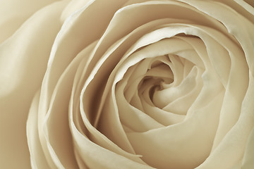 Image showing white rose macro