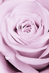 Image showing violet rose close up