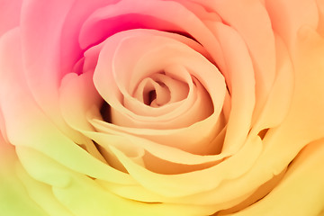 Image showing multicolor rose