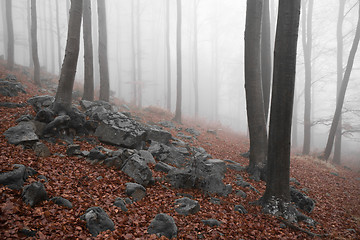 Image showing misty forest