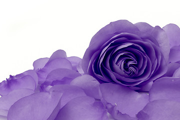 Image showing violet rose macro