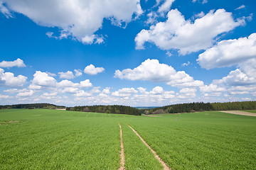 Image showing green field