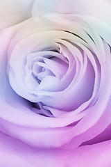 Image showing multicolor rose