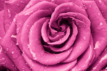 Image showing pink rose