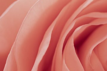 Image showing pink rose macro