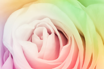 Image showing multicolor rose