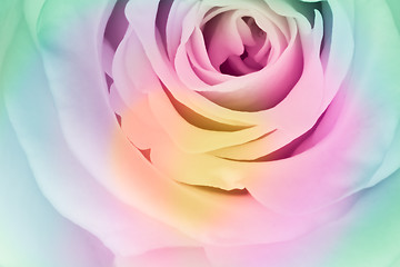 Image showing multicolor rose