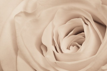 Image showing white rose close up