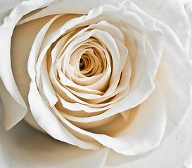 Image showing white rose petals