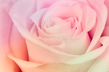 Image showing multicolor rose