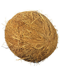 Image showing coconut