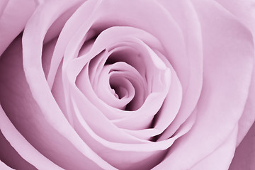 Image showing violet rose close up