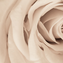 Image showing white rose close up