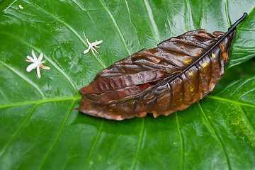 Image showing yam leaf in tropics