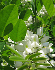 Image showing blossoming acacia 