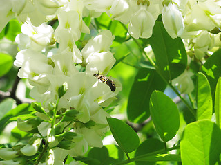 Image showing blossoming acacia 