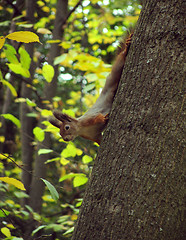 Image showing squirrel