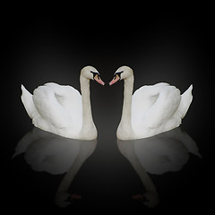 Image showing two white swans