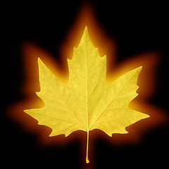 Image showing shining maple leaf
