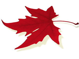 Image showing  red maple leaf