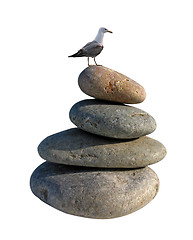 Image showing seagull on pile of stones 