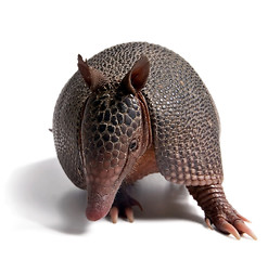 Image showing Armadillo 