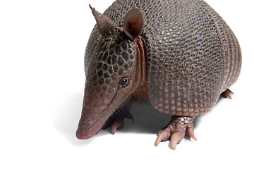 Image showing Armadillo 