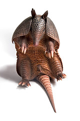 Image showing Armadillo 