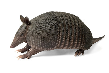 Image showing Armadillo 