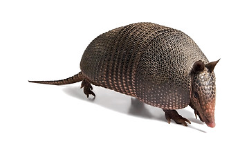 Image showing Armadillo 