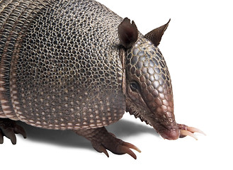 Image showing Armadillo 