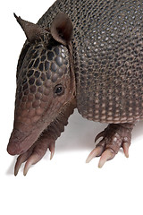 Image showing Armadillo 