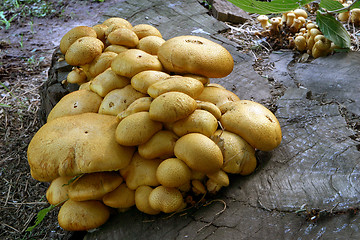 Image showing Mushroom 