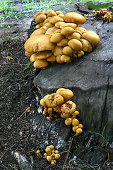 Image showing Mushroom 