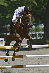 Image showing Rider and horse 