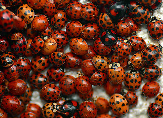 Image showing Red bugs