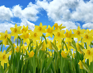 Image showing Yellow Daffodil Flowers
