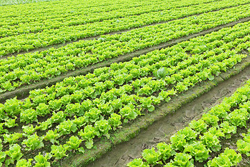 Image showing lettuce plant in field