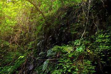 Image showing jungle