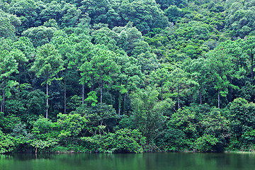 Image showing lake with wood