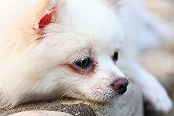 Image showing pomeranian dog