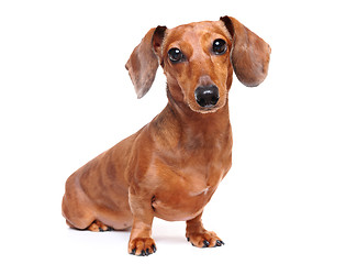 Image showing dachshund dog