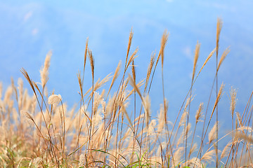 Image showing grass in autumn