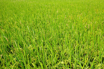 Image showing paddy rice field