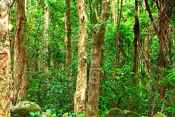 Image showing green forest