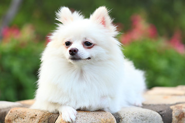 Image showing pomeranian dog