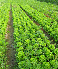 Image showing lettuce plant in field